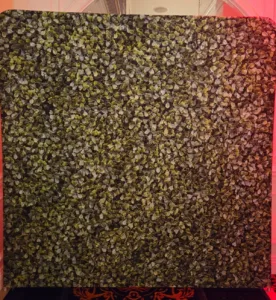 Standard Hedge Wall